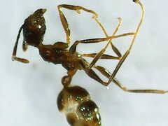 Pheidole