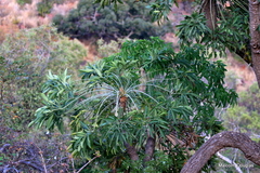 Cussonia