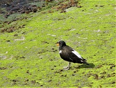 Haematopus ostralegus