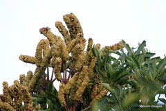 Cussonia