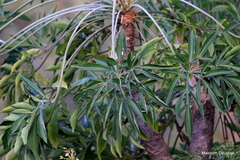 Cussonia