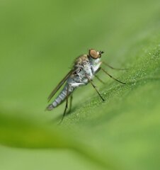 Therevidae