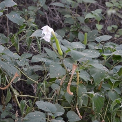 Datura innoxia