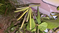 Vigna angularis nipponensis