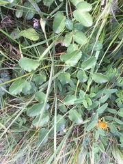 Laserpitium latifolium