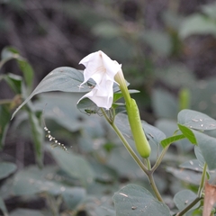 Datura innoxia