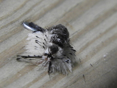 Dasychira meridionalis