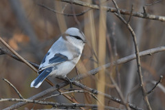 Cyanistes cyanus