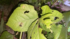 Vigna angularis nipponensis