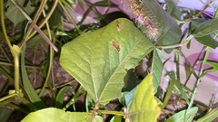 Vigna angularis nipponensis