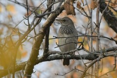 Turdus atrogularis
