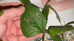 Vigna angularis nipponensis