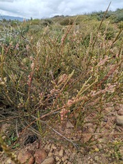 Struthiola ciliata