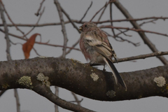 Carpodacus sibiricus