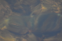 Mayaheros urophthalmus