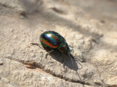 Chrysolina coerulans angelica
