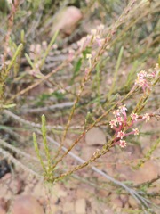 Struthiola ciliata