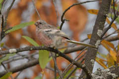 Carpodacus sibiricus