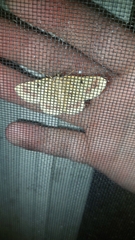 Aeolochroma viridicata