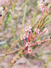 Struthiola ciliata