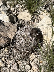Coryphantha echinus