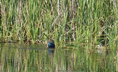 Porphyrio madagascariensis