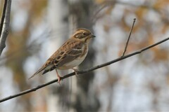 Emberiza rustica