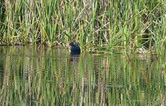 Porphyrio madagascariensis