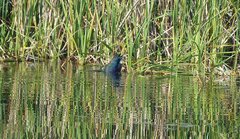 Porphyrio madagascariensis