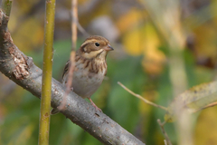 Emberiza rustica