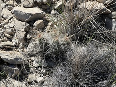 Echinocereus stramineus