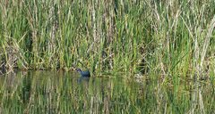 Porphyrio madagascariensis