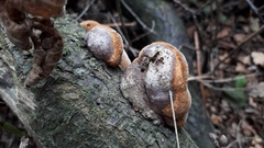 Phellinus pomaceus