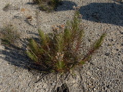Vernonia lindheimeri