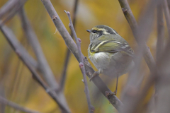 Phylloscopus proregulus