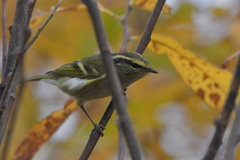 Phylloscopus proregulus
