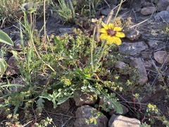 Berlandiera lyrata