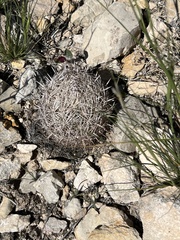 Coryphantha echinus