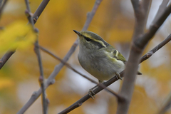 Phylloscopus proregulus