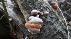 Phellinus pomaceus