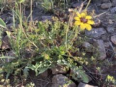 Berlandiera lyrata