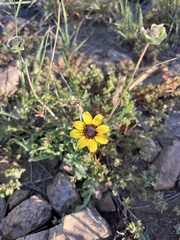Berlandiera lyrata