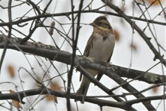 Emberiza rustica