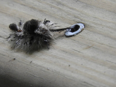 Dasychira meridionalis