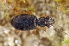Asaphidion flavipes