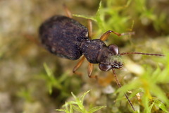 Asaphidion flavipes