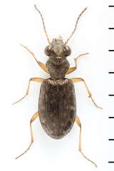 Asaphidion flavipes