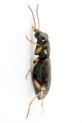Asaphidion flavipes
