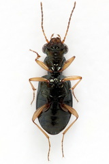 Asaphidion flavipes