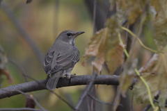 Turdus atrogularis
